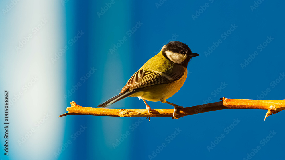 Parus major, great tit, on a sunny winter day