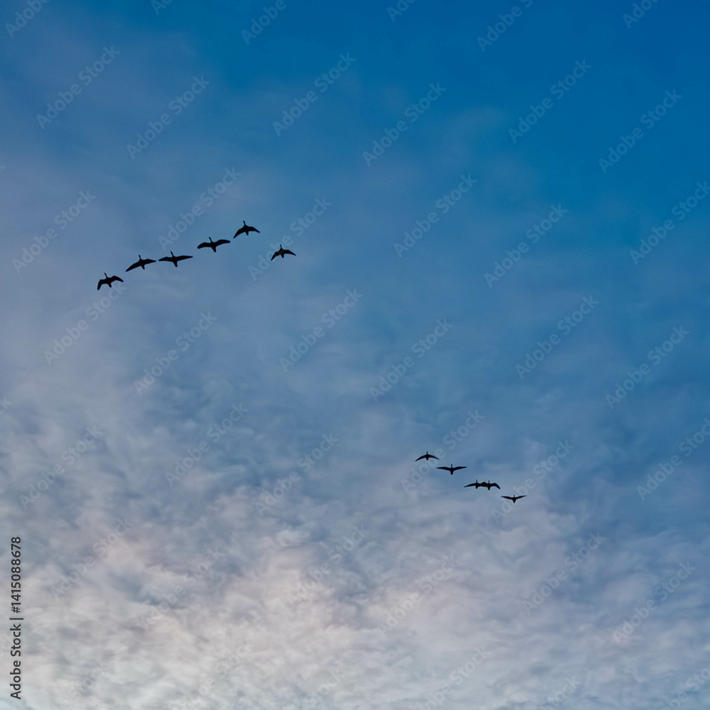 Geese in flight in front of a cloudy sky