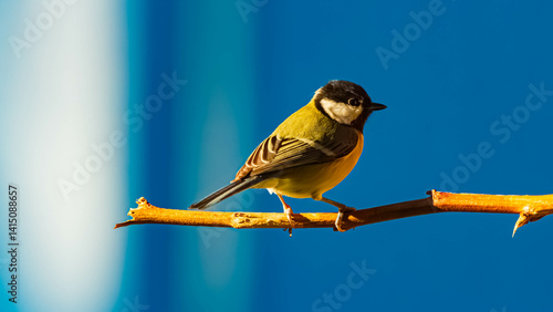 Obraz na płótnie Parus major, great tit, on a sunny winter day w salonie