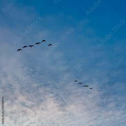 Obraz na płótnie Geese in flight in front of a cloudy sky w salonie