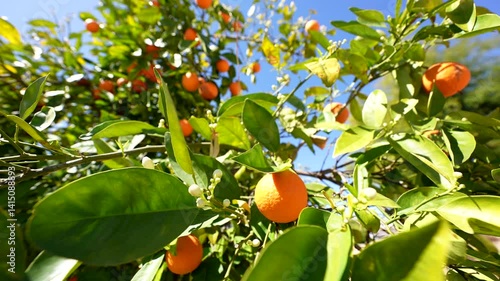 clusters of ripe oranges hang from an orange tree waiting to be juiced