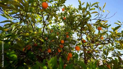 sun rays shine through the branches of an orange tree loaded with ripe oranges