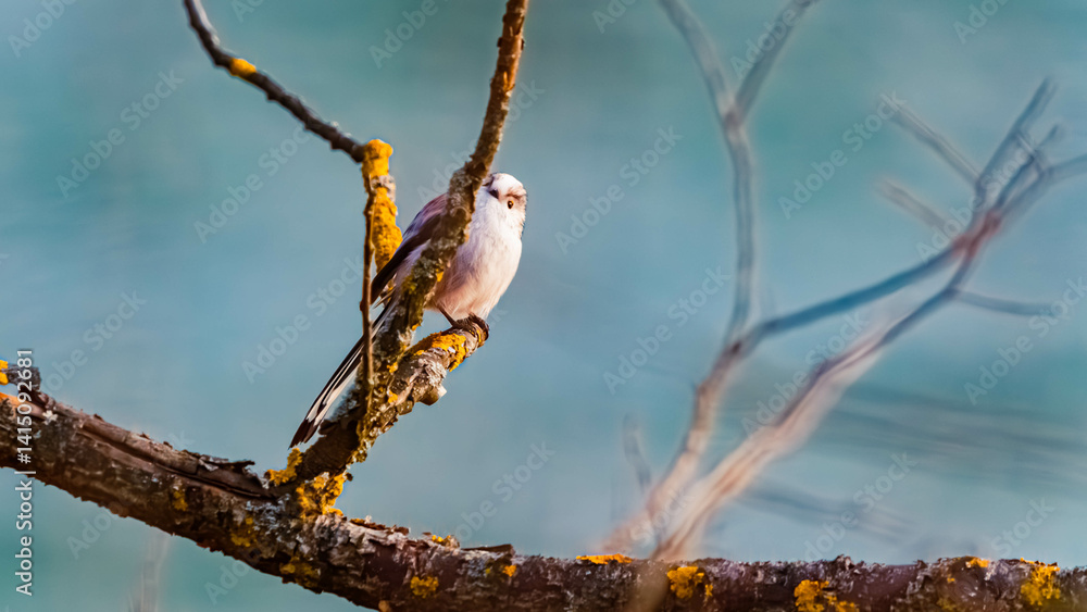 Aegithalos caudatus, long-tailed tit, on a sunny winter day