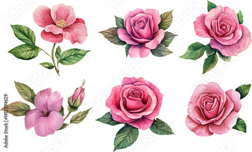 set of pink roses vector