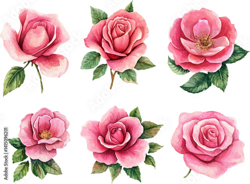 set of pink roses isolated