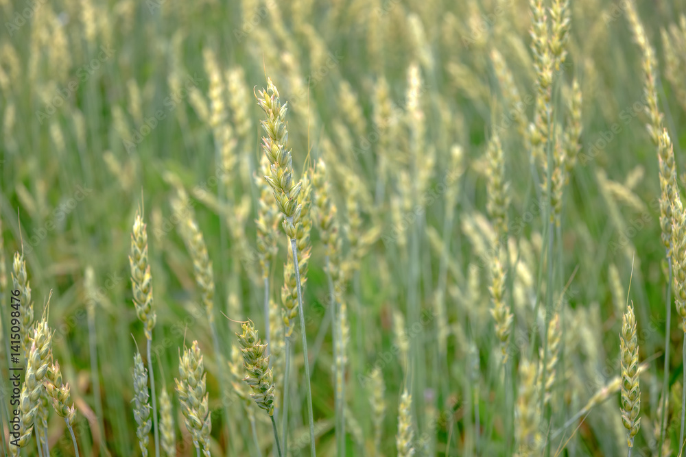 A green ear of wheat in an agricultural field A green ear of wheat in an agricultural field