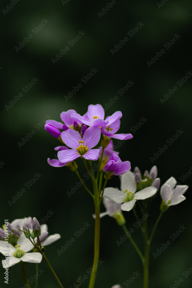 Cluster of purple and white wildflowers in soft light Cluster of purple and white wildflowers in soft light