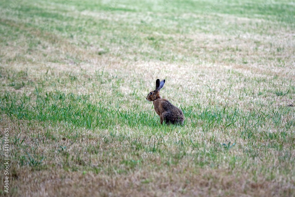 Hase