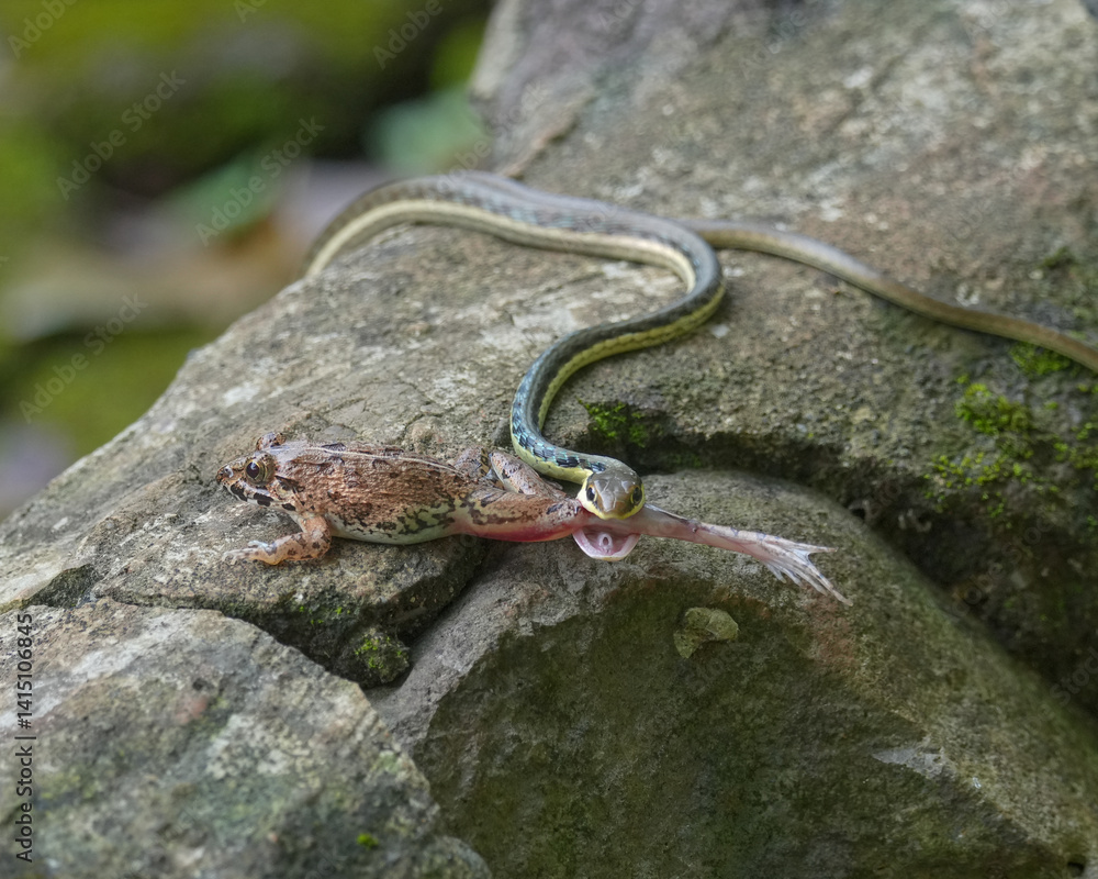 Obraz premium lizard on the stone