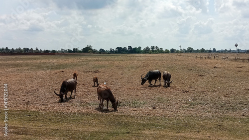 Wallpaper Mural Buffaloes Grazing in Dry Field Under Cloudy Sky Torontodigital.ca