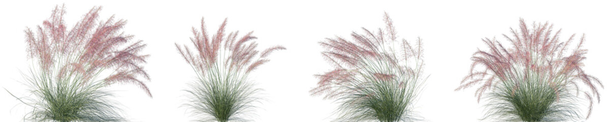 Set of Muhlenbergia capillaris (commonly known as the hairawn muhly) isolated frontal png on a transparent background perfectly cutout