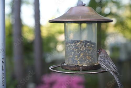 birds, feeder, spring, seeds, feeding, nature, avian, wildlife, birdwatching.