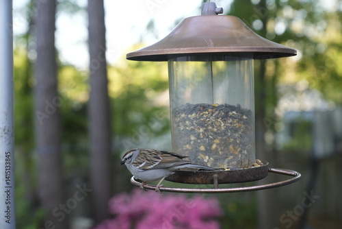 birds, feeder, spring, seeds, feeding, nature, avian, wildlife, birdwatching.