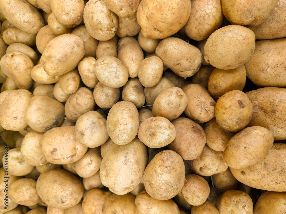 The potato is a starchy tuberous vegetable native to the Americas that is consumed as a staple food in many parts of the world. Potatoes are underground tubers of the plant Solanum tuberosum. The potato is a starchy tuberous vegetable native to the Americas that is consumed as a staple food in many parts of the world. Potatoes are underground tubers of the plant Solanum tuberosum.