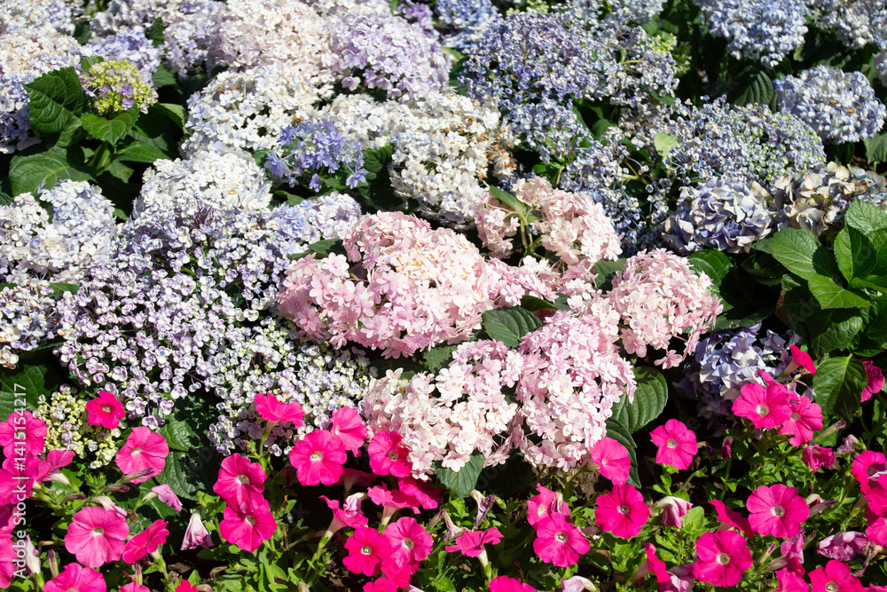 Beautiful multi-colored flowers in the flower garden Beautiful multi-colored flowers in the flower garden