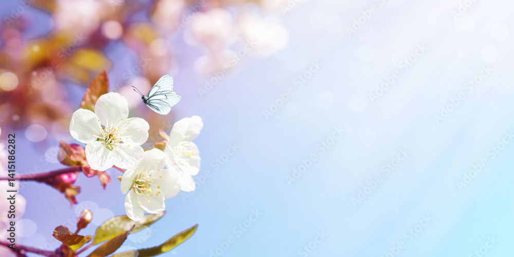 Blooming white apple or cherry blossom on background of blue sky. Happy Passover background. Spring Easter background. World environment day. Easter, Birthday, womens day holiday. Top view. Mock up. Blooming white apple or cherry blossom on background of blue sky. Happy Passover background. Spring Easter background. World environment day. Easter, Birthday, womens day holiday. Top view. Mock up.