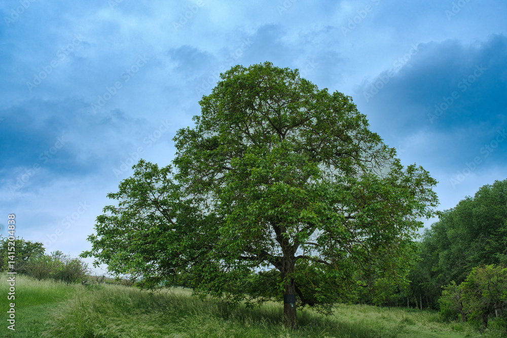 Fototapeta premium A solitary tree in a meadow under a cloudy sky