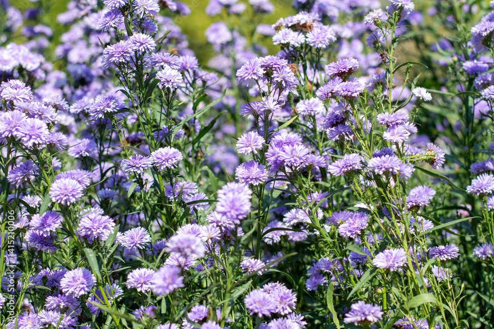 Obraz premium Blooming purple Margaret flower fields bathed in soft morning light.