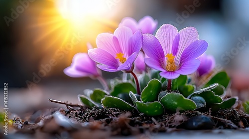 Vibrant purple crocus flowers blooming in early spring sunshine