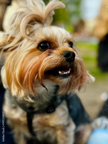 Yorkshire Terrier Dog Close Up