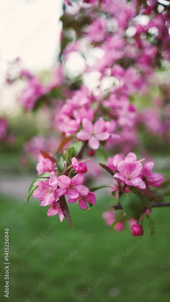 Spring blooming tree with pink petals, a video that captures the spring atmosphere. Spring blooming tree with pink petals, a video that captures the spring atmosphere.