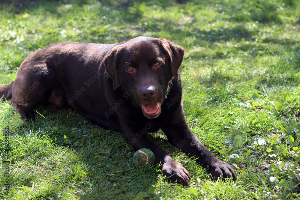 Chocolate Labrador lying on the grass and playing with a ball Chocolate Labrador lying on the grass and playing with a ball
