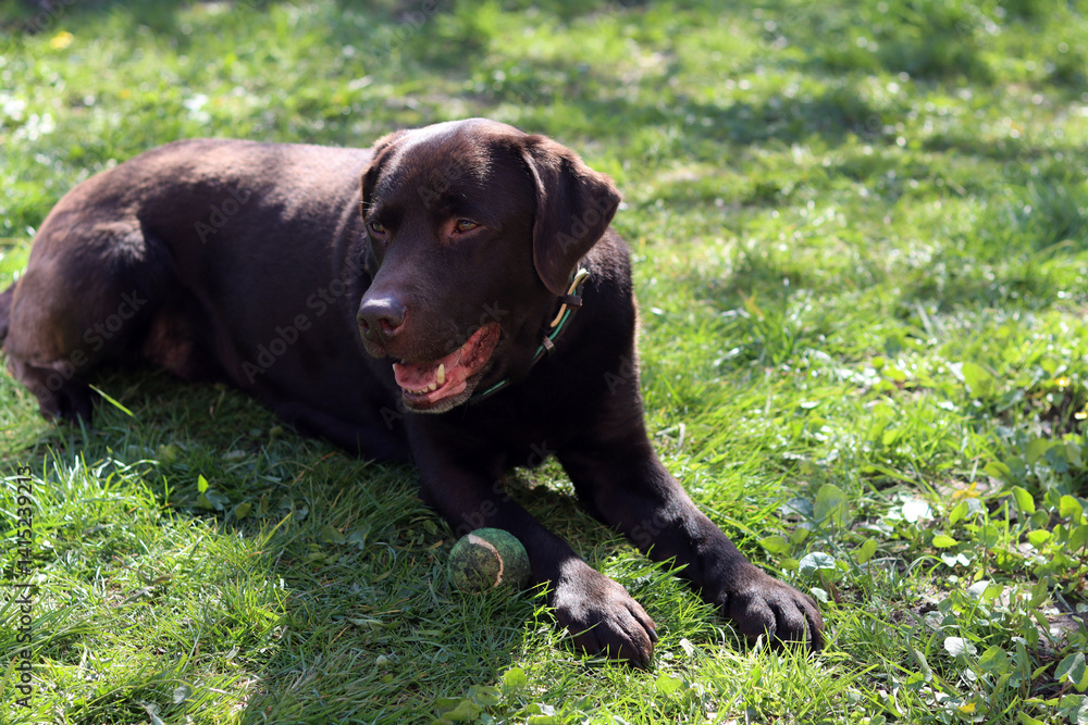 Chocolate Labrador lying on the grass and playing with a ball Chocolate Labrador lying on the grass and playing with a ball