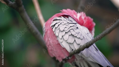 A pink-and-gray cockatoo parrot sits on a tree branch. The bird is preening its feathers. Bird hygiene.