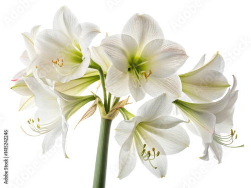 Amaryllis flowers bloom beautifully with their elegant petals showcasing delicate charm that brightens any space