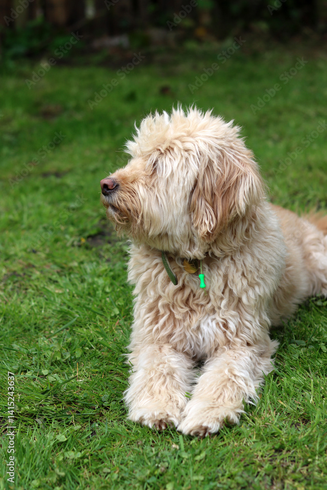 Cute Labradoodle puppy sitting on the grass in the garden Cute Labradoodle puppy sitting on the grass in the garden
