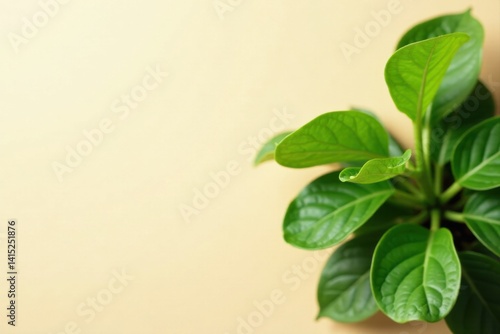 Obraz na płótnie Vibrant Green Foliage Against a Soft, Pale Yellow Background, Ideal for a Variety of Design Applications and Projects Requiring a Natural, Organic Aesthetic. w salonie