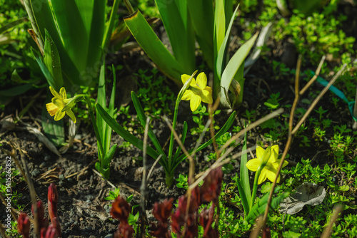 Blooming daffodils in a spring garden within the city. Macro shot of colorful flowers and petals