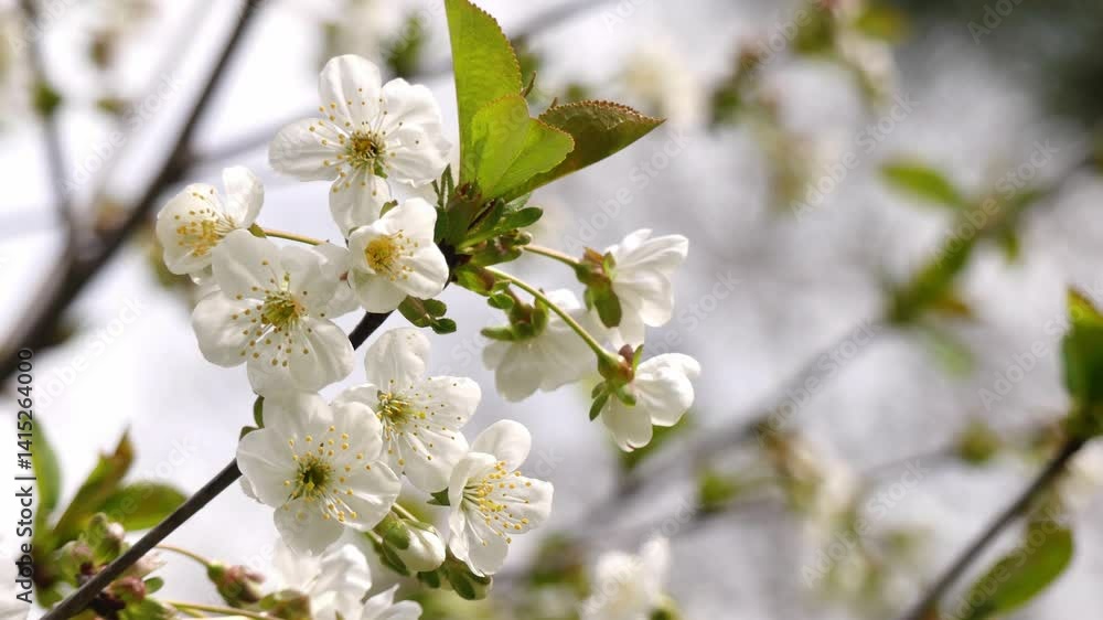 Cherry blossoms in a spring park. Cherry blossoms in a spring park.