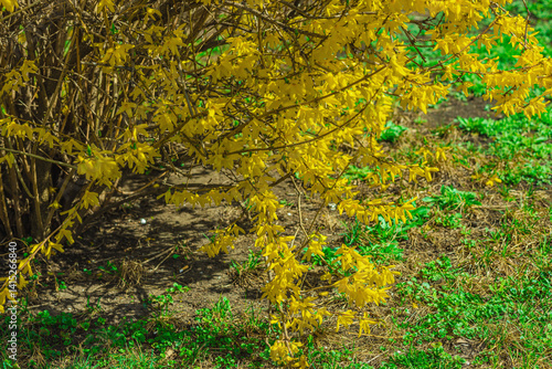 Blooming forsythia in a spring garden within the city. Macro shot of colorful flowers and petals