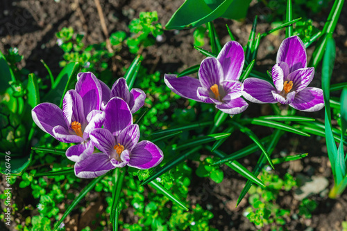 Blooming crocuses in a spring garden within the city. Macro shot of colorful flowers and petals