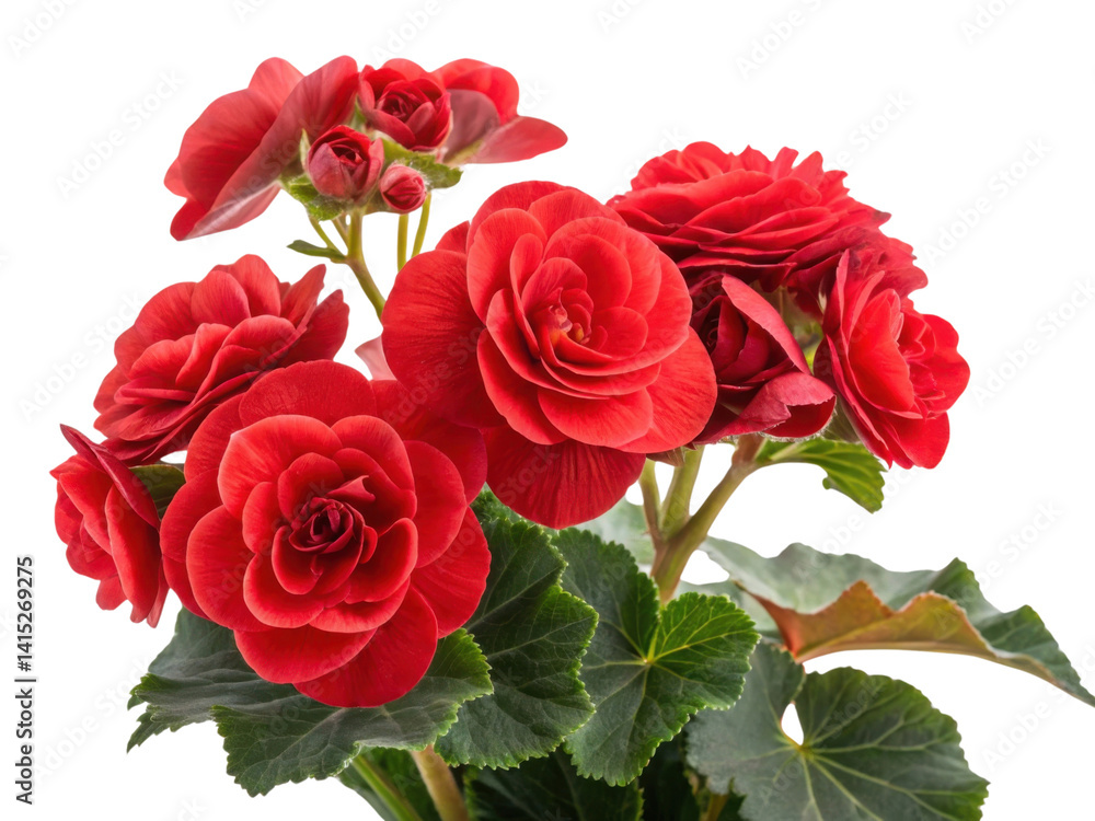 Beautiful begonia flowers bloom in vibrant red, showcasing their lush petals and green leaves, creating stunning floral display Beautiful begonia flowers bloom in vibrant red, showcasing their lush petals and green leaves, creating stunning floral display
