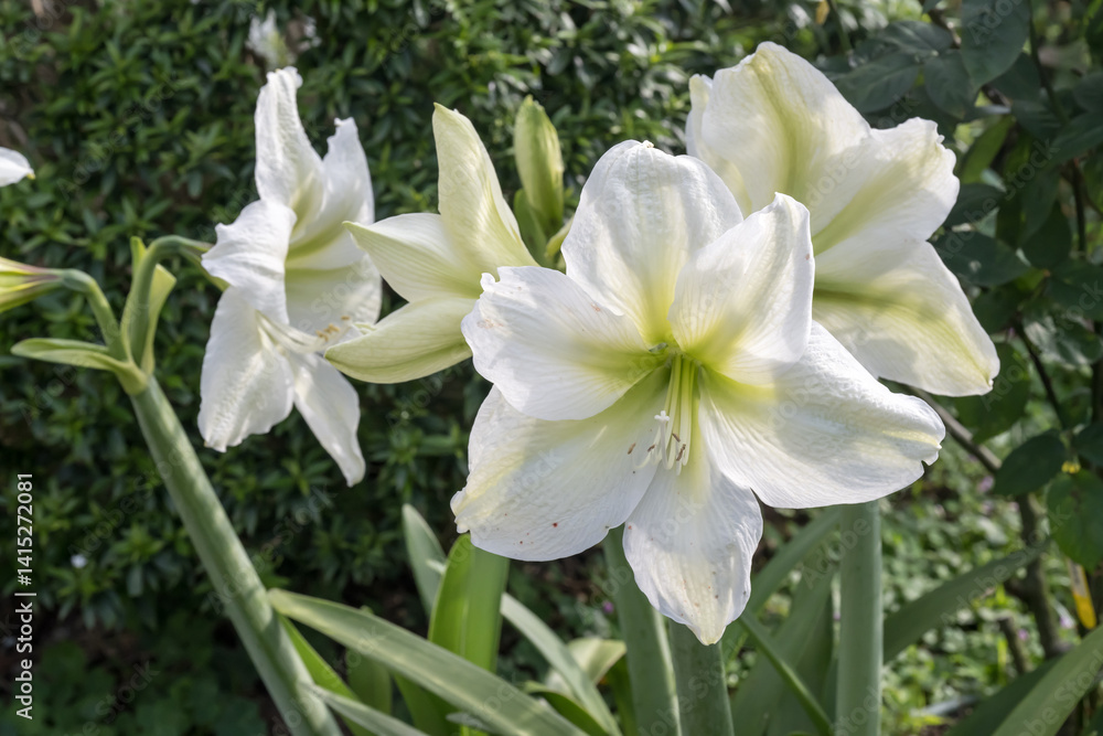 Fototapeta premium Beautiful Amaryllis flowers.