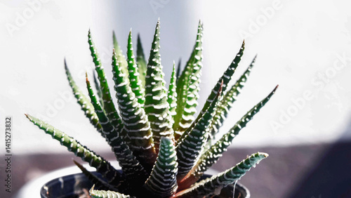 Haworthia fasciata, Concolor Zebra Plant, Minimalist Hipster Succulent
