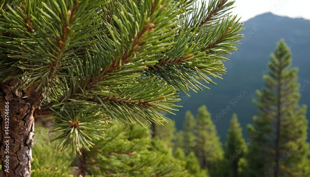 Closeup shot of pine trees in Black Forest, Germany
1 Closeup shot of pine trees in Black Forest, Germany
1