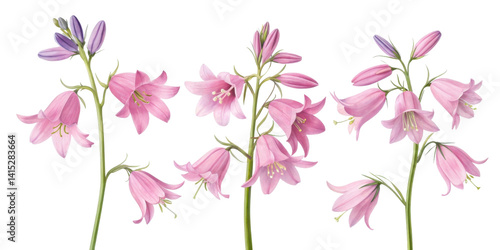 Beautiful pink bluebell flowers bloom gracefully, showcasing their delicate petals and vibrant colors in serene garden setting