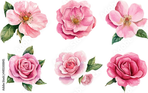 set of pink roses
