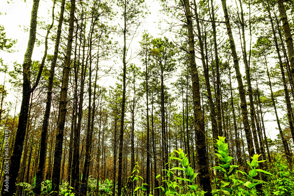 Fototapeta premium Dense Pine Forest with Tall Trees and Green Undergrowth 
