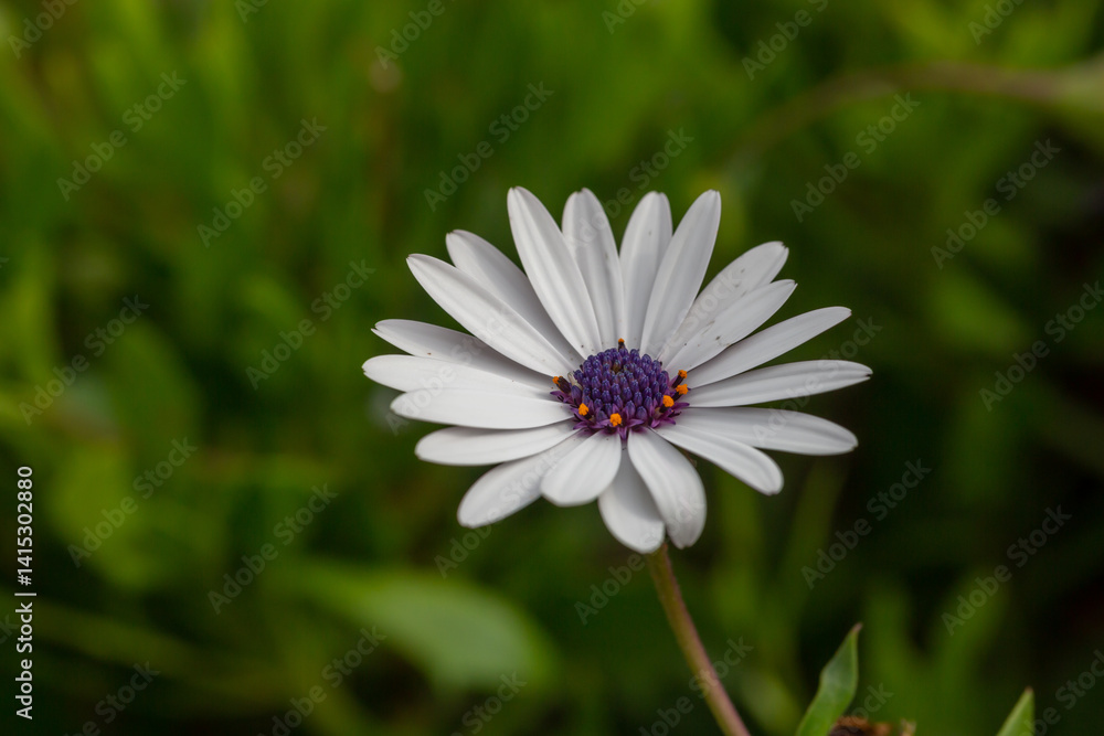 White daisybush flower on a sunny summer day macro photography. Blossom garden African daisy flower with white petals close-up photo in summertime. White daisybush flower on a sunny summer day macro photography. Blossom garden African daisy flower with white petals close-up photo in summertime.