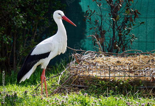 Storch vor seinem Nest