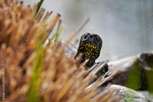 Portrait einer Schildkröte, schaut direkt in die Kamera