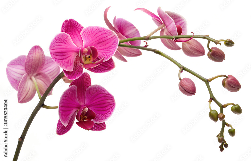 Fototapeta premium Pink Orchid flower on the white background