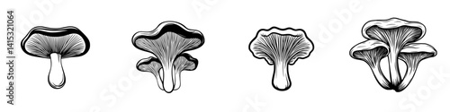 Vector illustration of four distinct mushroom species showcasing unique shapes and details, ideal for botanical art or culinary design