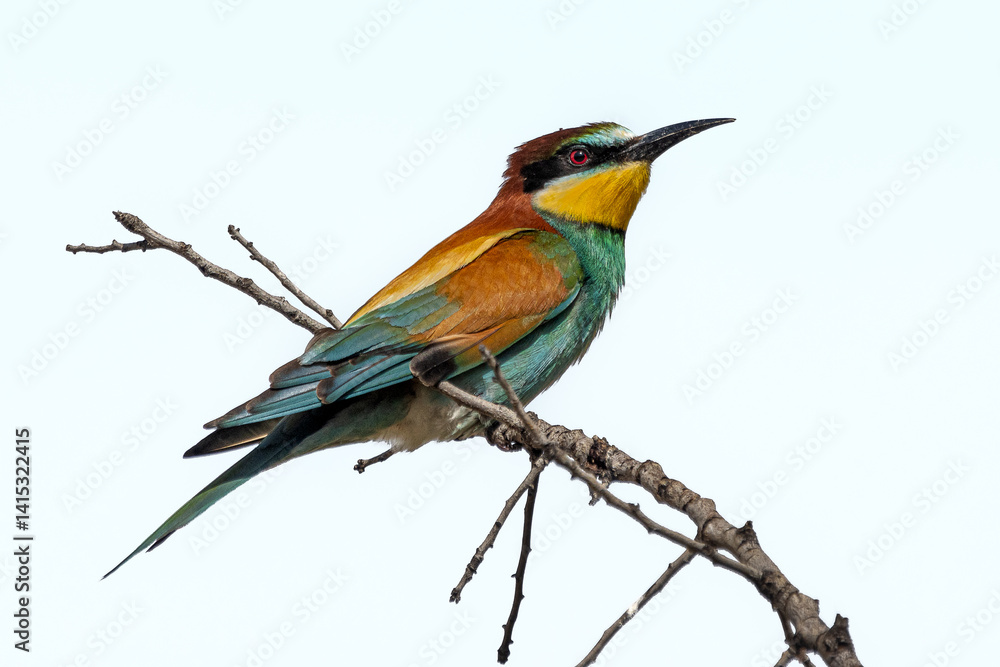european bee-eater european bee-eater