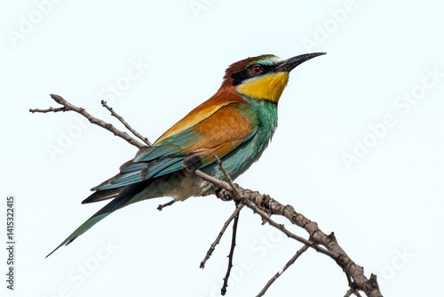european bee-eater