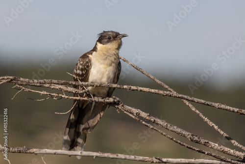 great spotted cuckoo